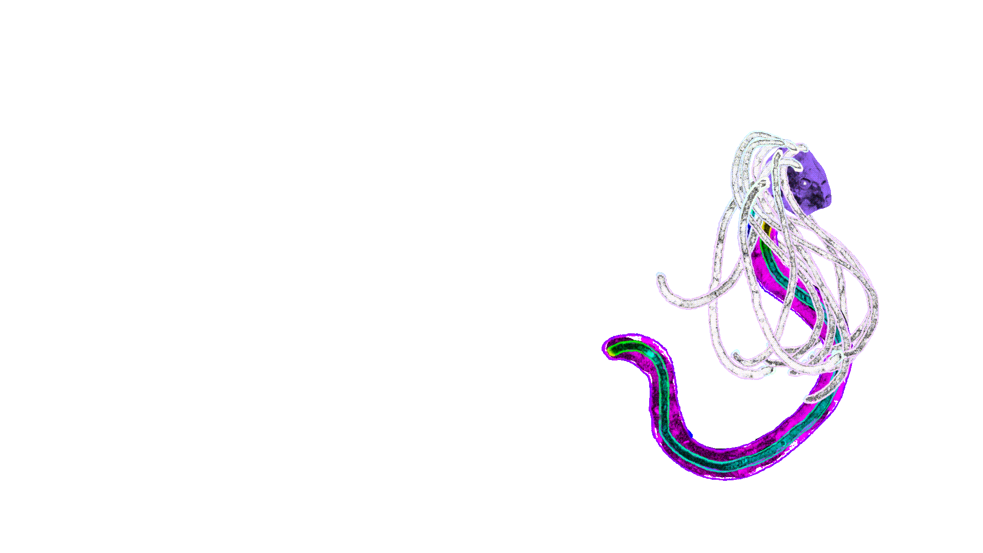 Femme Serpent Animation